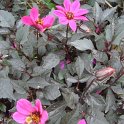 Dahlia x 'Happy Days rose' (2)
